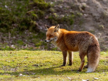 Rota de Observação de Fauna